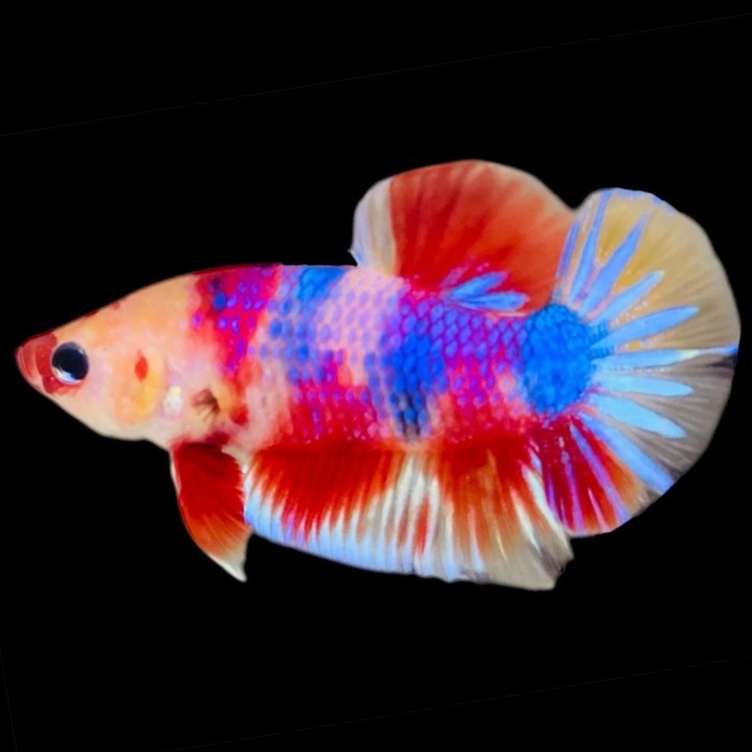 Rare Koi Multicolors Betta Fish