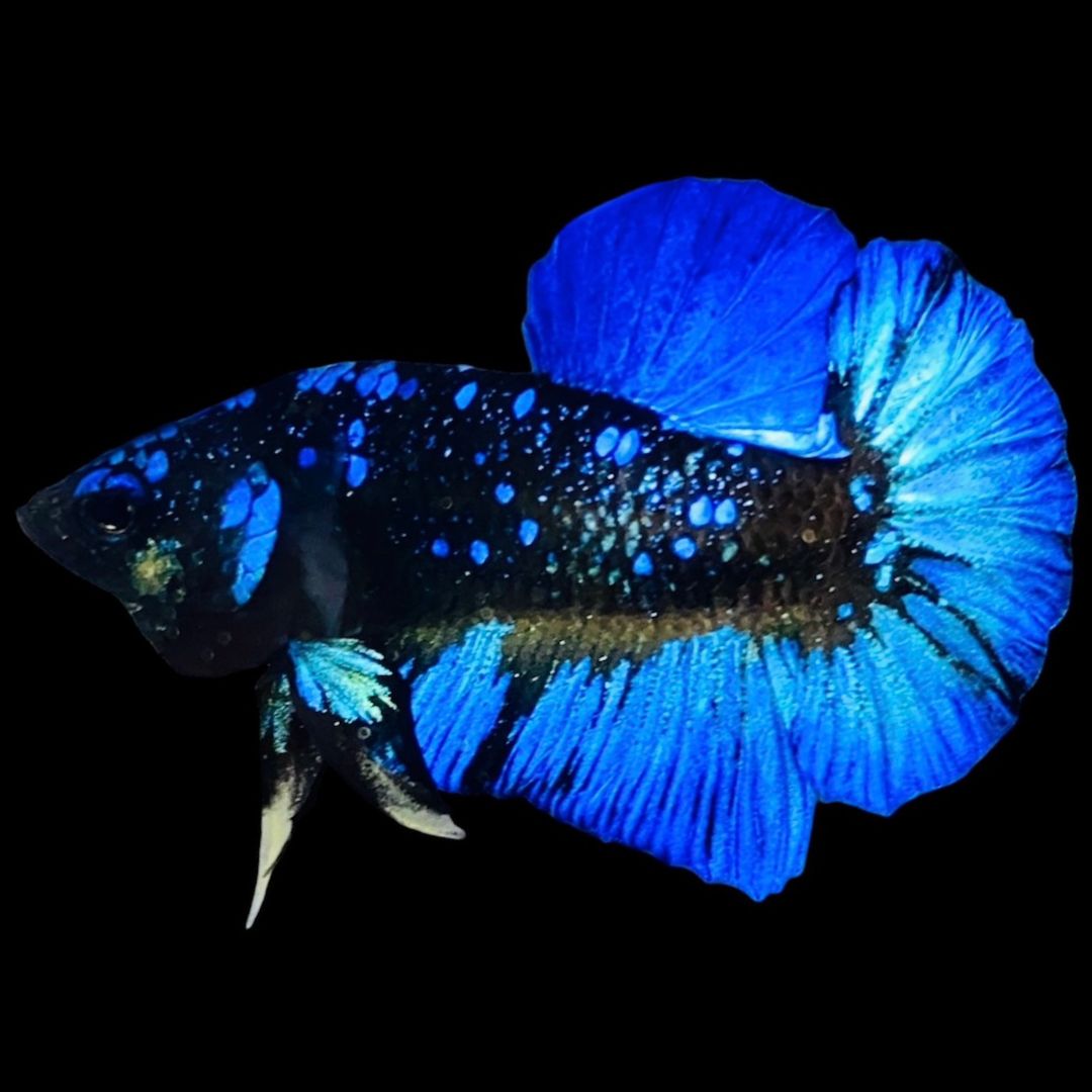 Rare Avatar Betta Fish