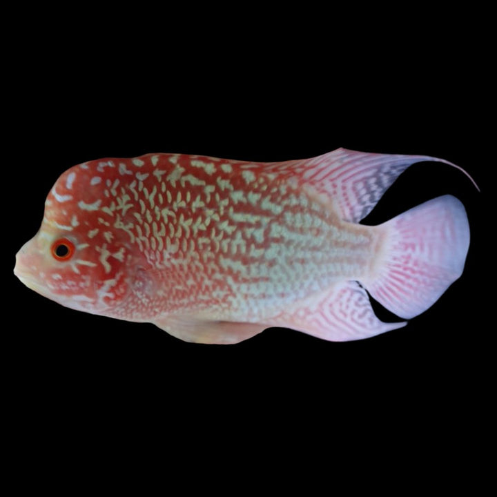 Rare Kamfa Golden Base Flowerhorn 4 inch