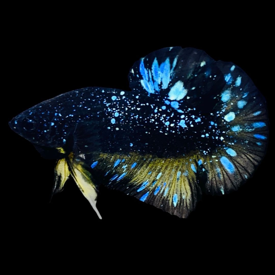 Rare Avatar Betta Fish