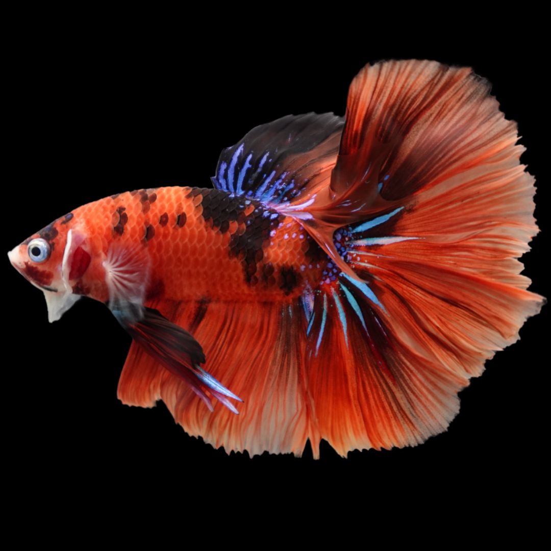 Rare Halfmoon Multicolors Betta Fish