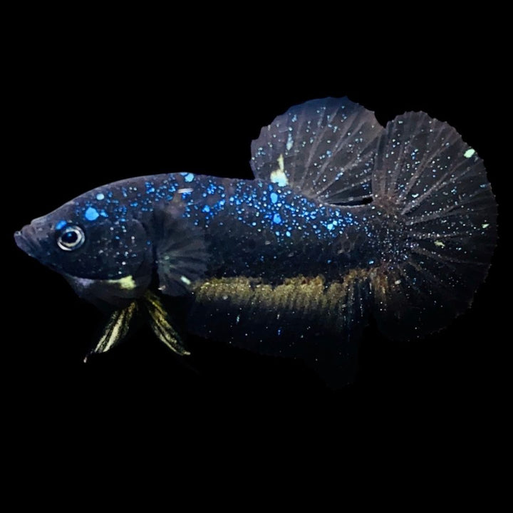 Rare Avatar Betta Fish (Male)