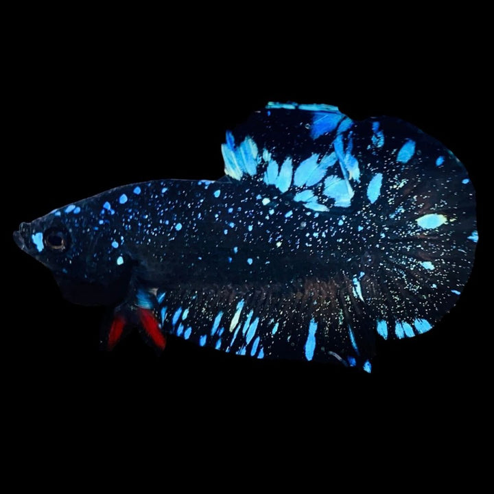Rare Avatar Betta Fish
