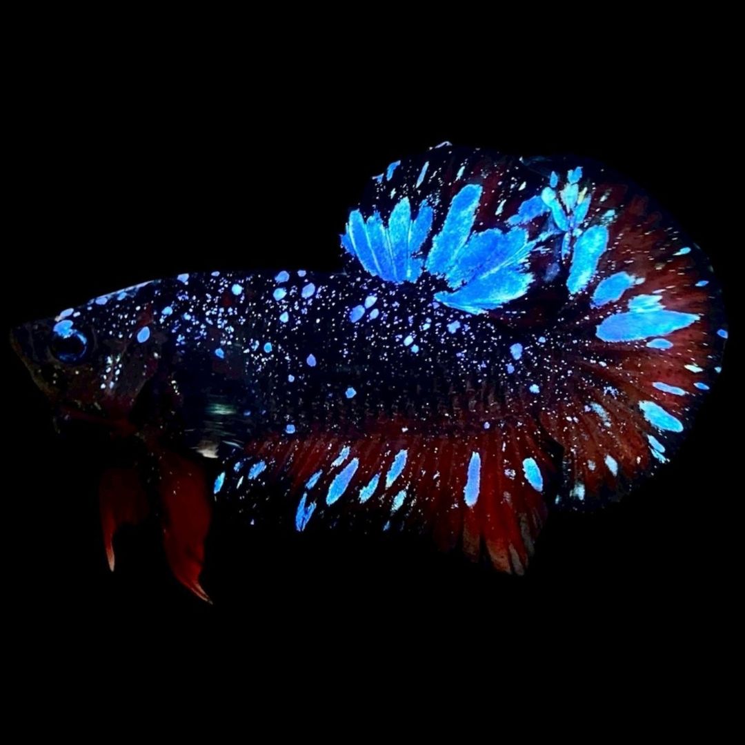 Rare Avatar Betta Fish