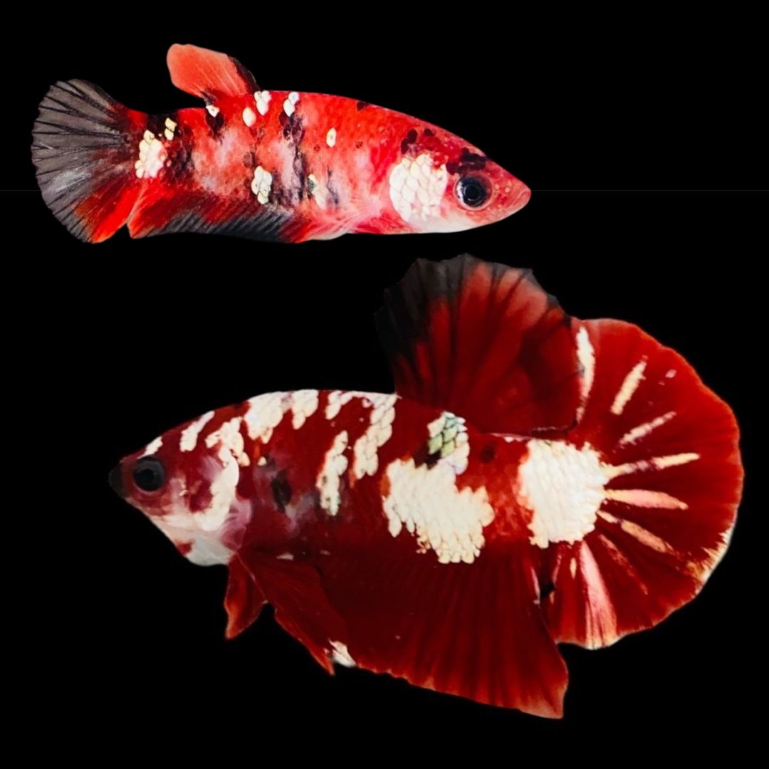 Rare Pair Red Copper Betta Fish