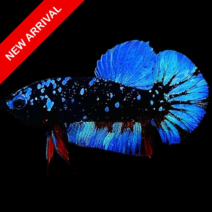 Rare Avatar Betta Fish