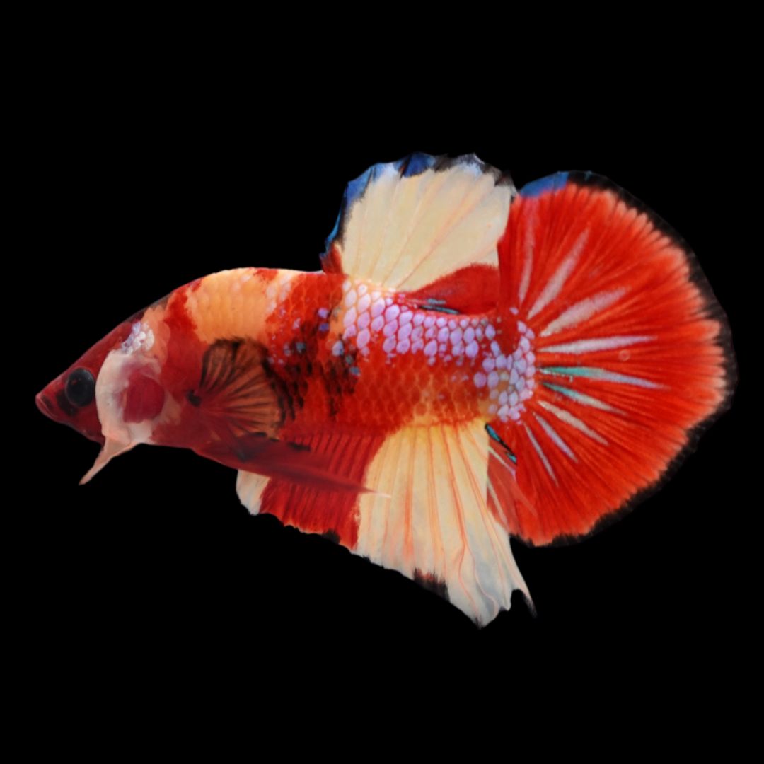 Rare Koi Multicolors Betta Fish