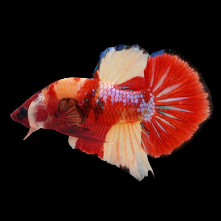 Rare Koi Multicolors Betta Fish