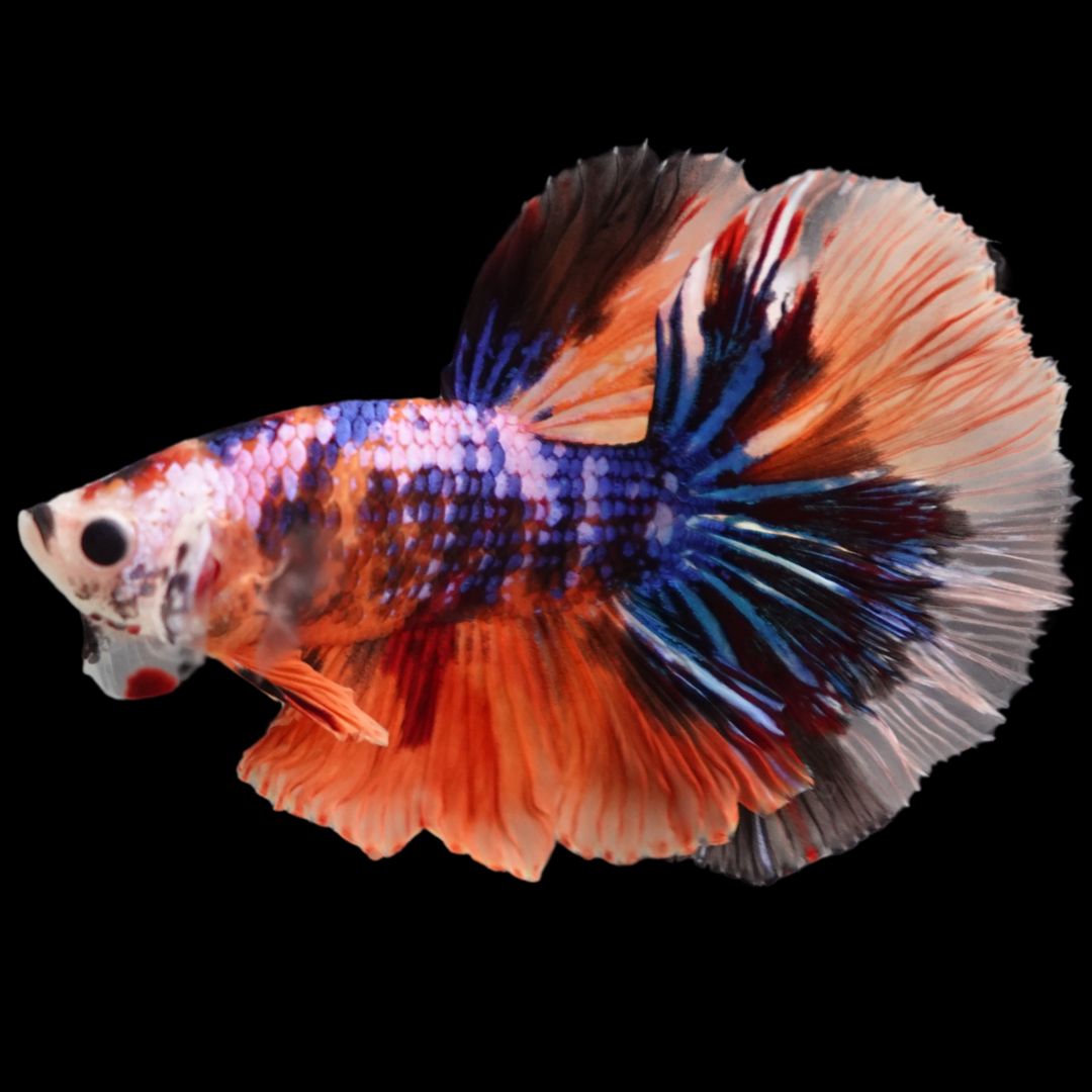 Rare Halfmoon Multicolors Betta Fish
