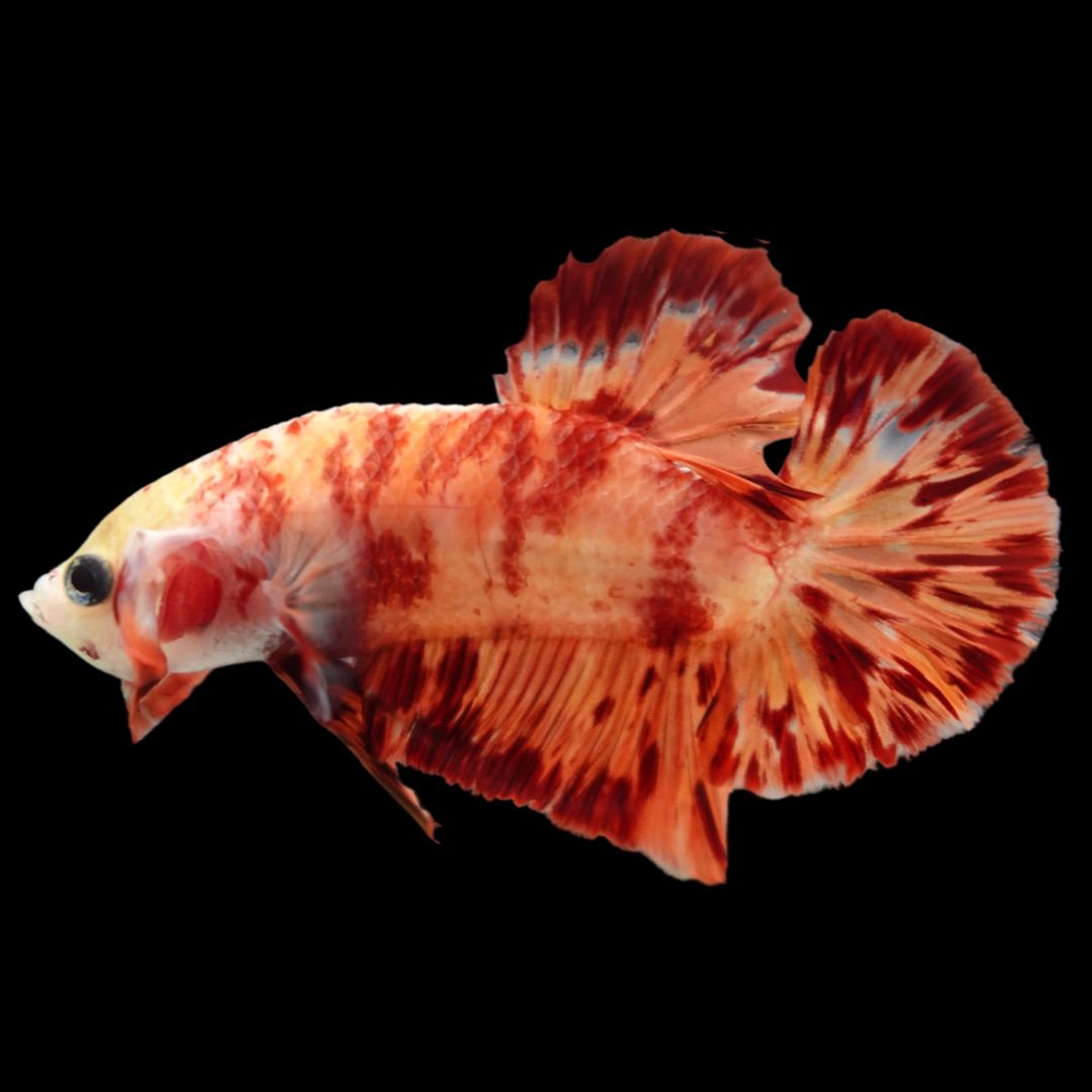 Rare Koi Multicolors Betta Fish