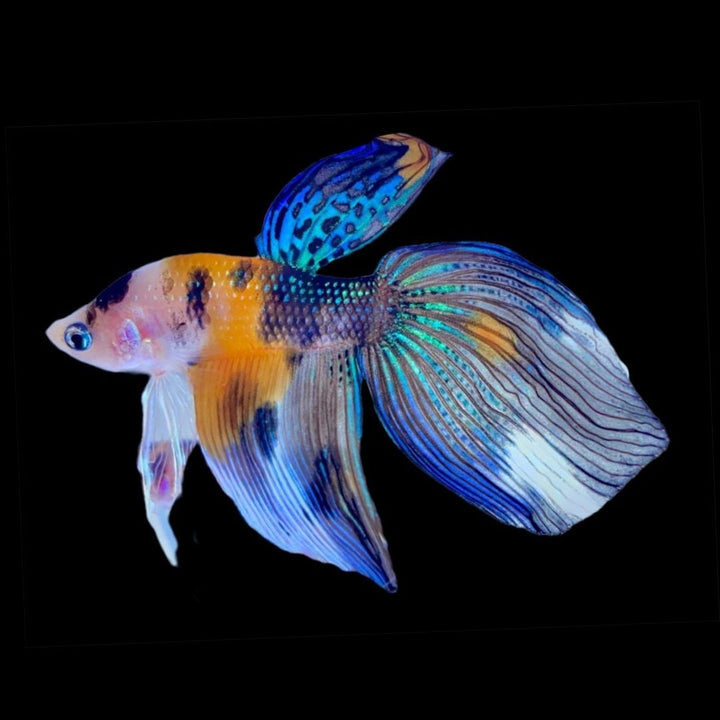 Rare Veiltail Koi Betta Fish