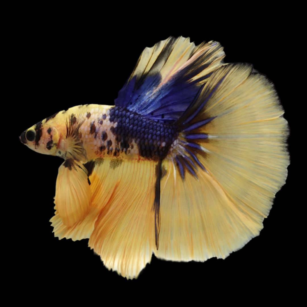 Rare Halfmoon Yellow Tiger Betta Fish