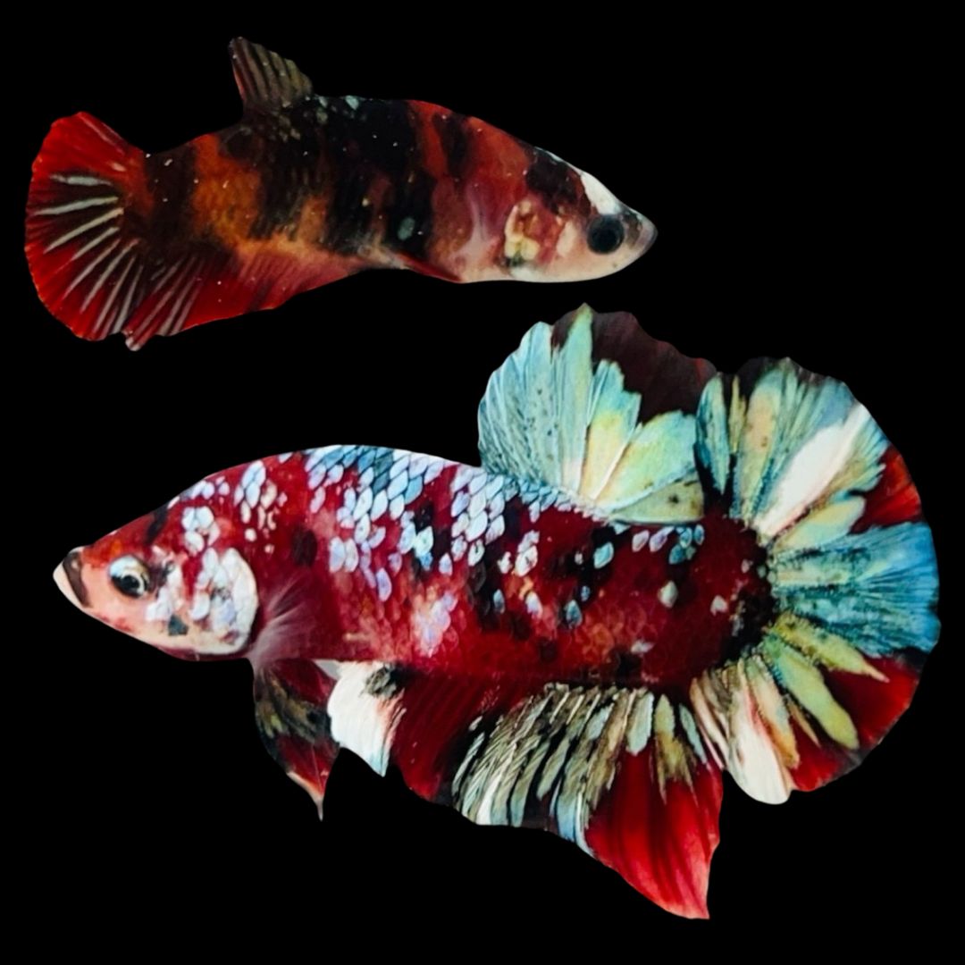 Rare Pair Red Copper Betta Fish