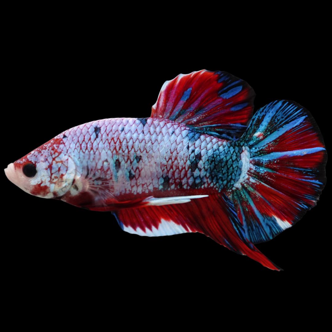 Rare Giant Multicolors Betta Fish