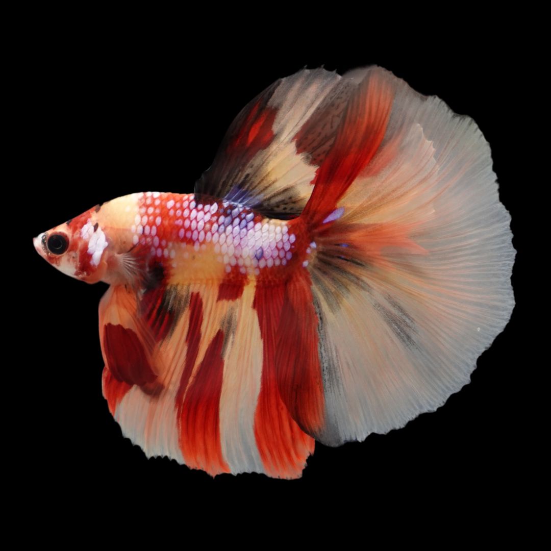 Rare Halfmoon Koi Multicolors Betta Fish