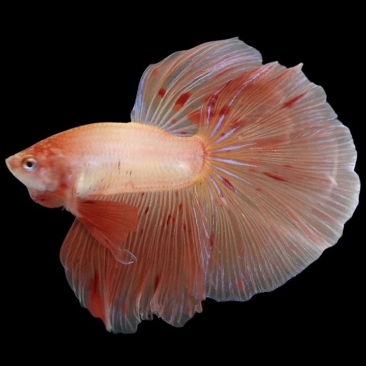 Rare Halfmoon Tangerine Betta Fish
