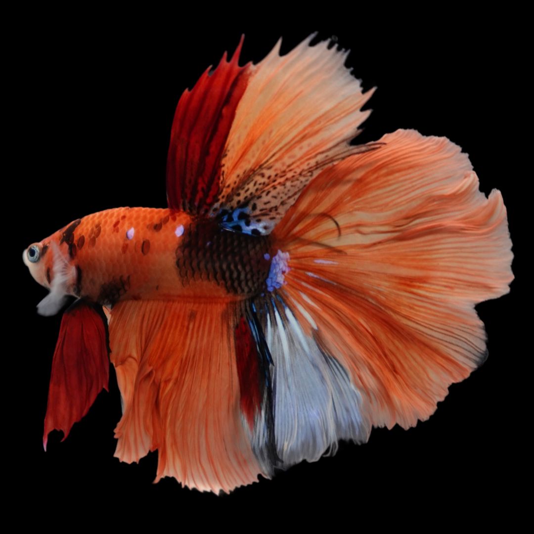 Rare Halfmoon Multicolors Betta Fish