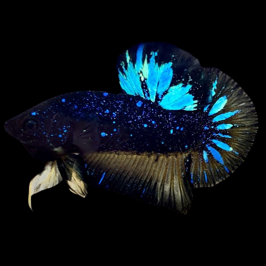 Rare Avatar Betta Fish