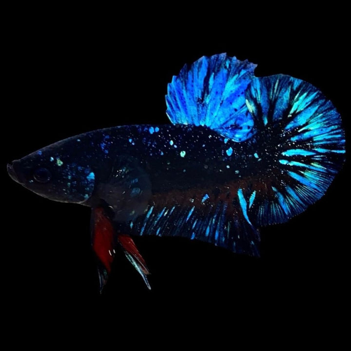 Rare Avatar Betta Fish