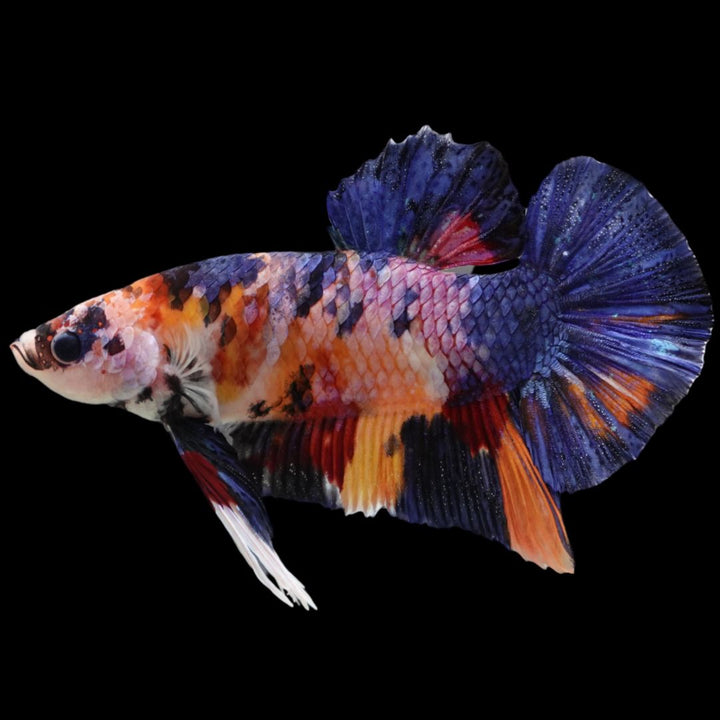 Rare Giant Multicolors Betta Fish