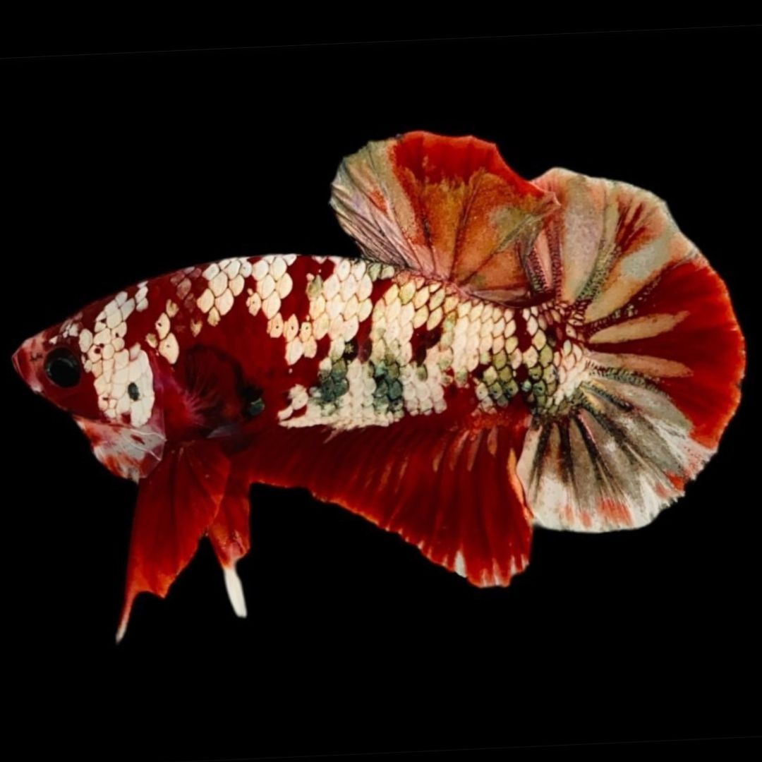 Rare Red Copper Betta Fish