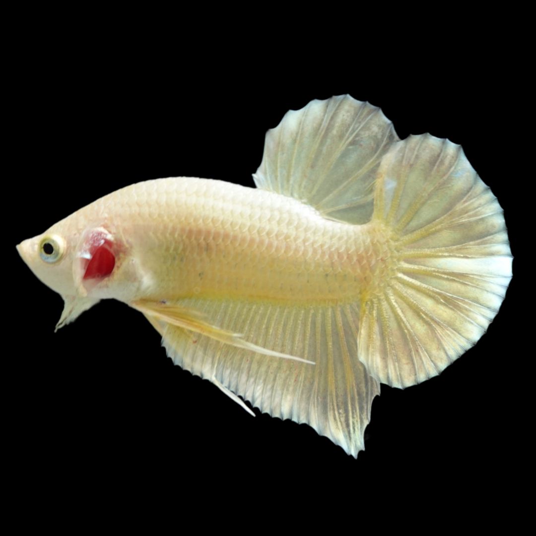 Gold Betta Fish