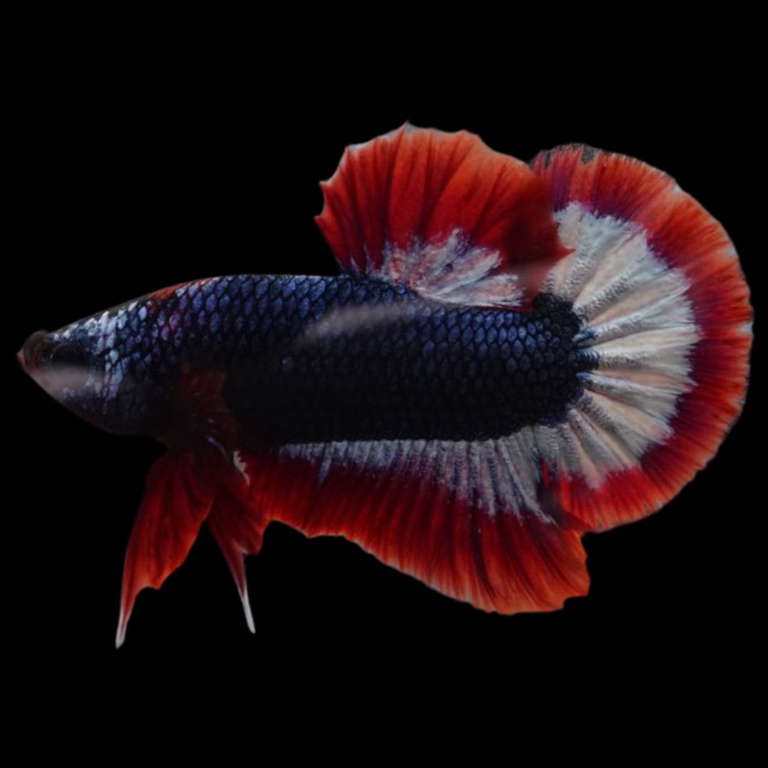 Rare Dumbo Thai Flag Betta Fish
