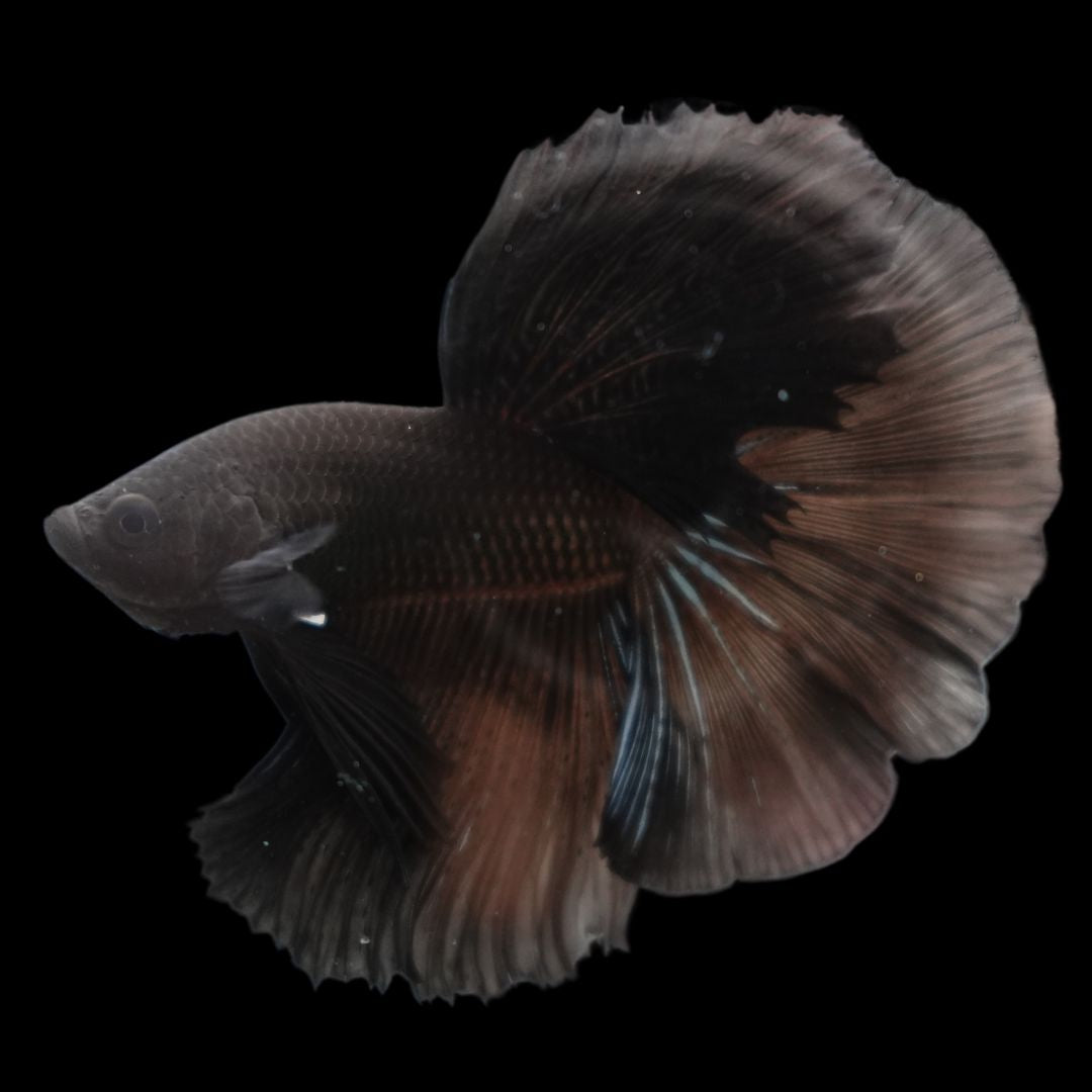 Competition grade - Super Black Halfmoon Betta Fish