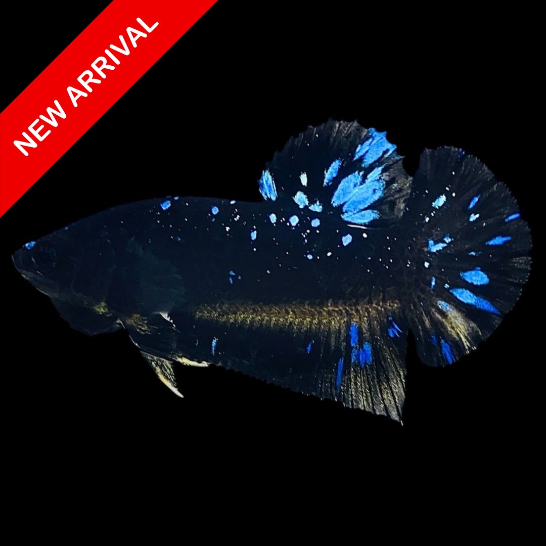 Rare Avatar Betta Fish
