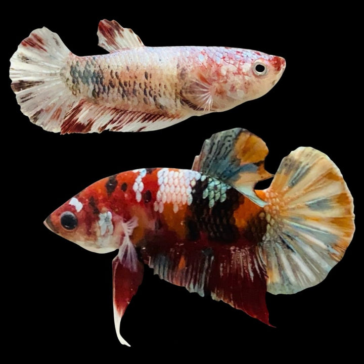 Rare Pair Koi Multicolors Betta Fish