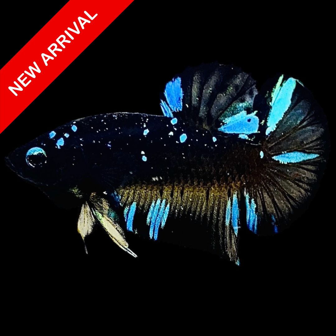Rare Avatar Betta Fish