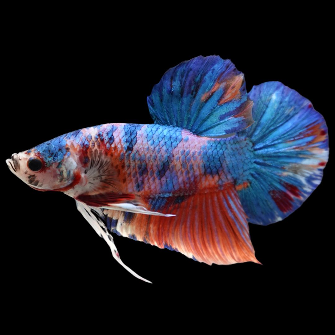 Rare Giant Multicolors Betta Fish