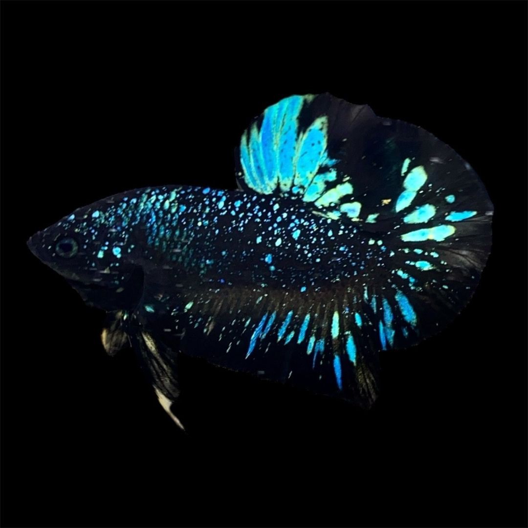 Rare Avatar Betta Fish