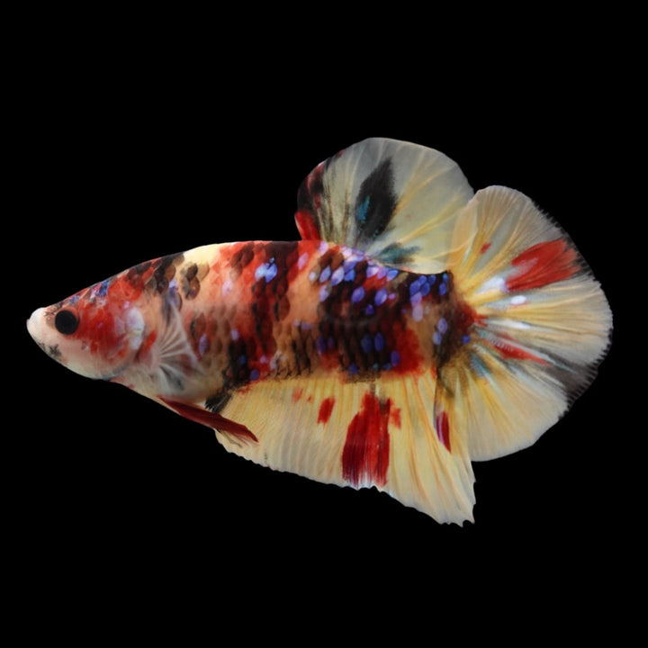 Rare Koi Multicolors Betta Fish