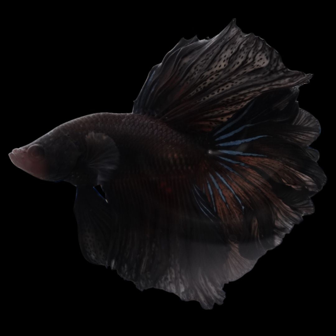 Rare Halfmoon Black Betta Fish