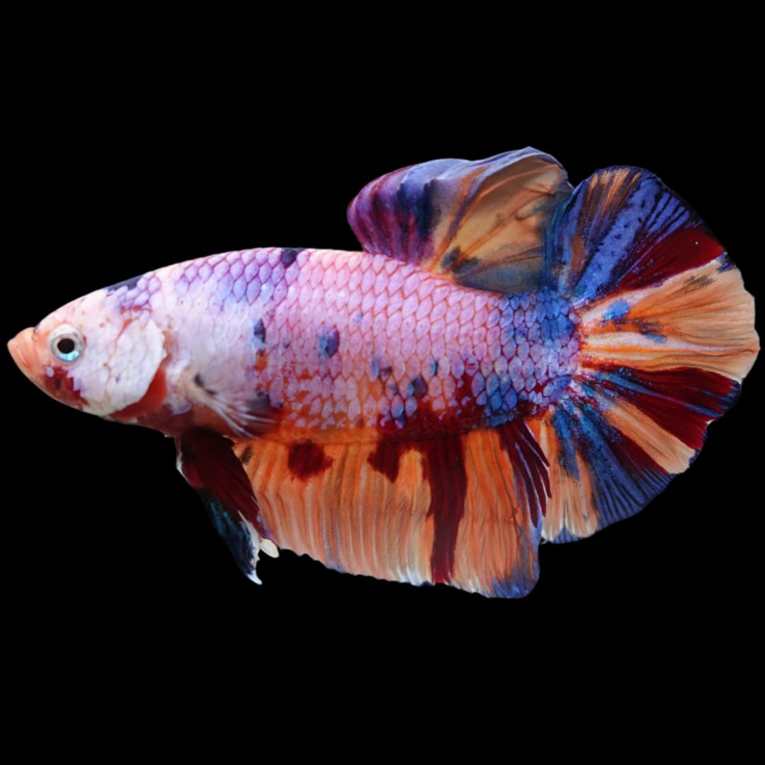Rare Giant Multicolors Betta Fish