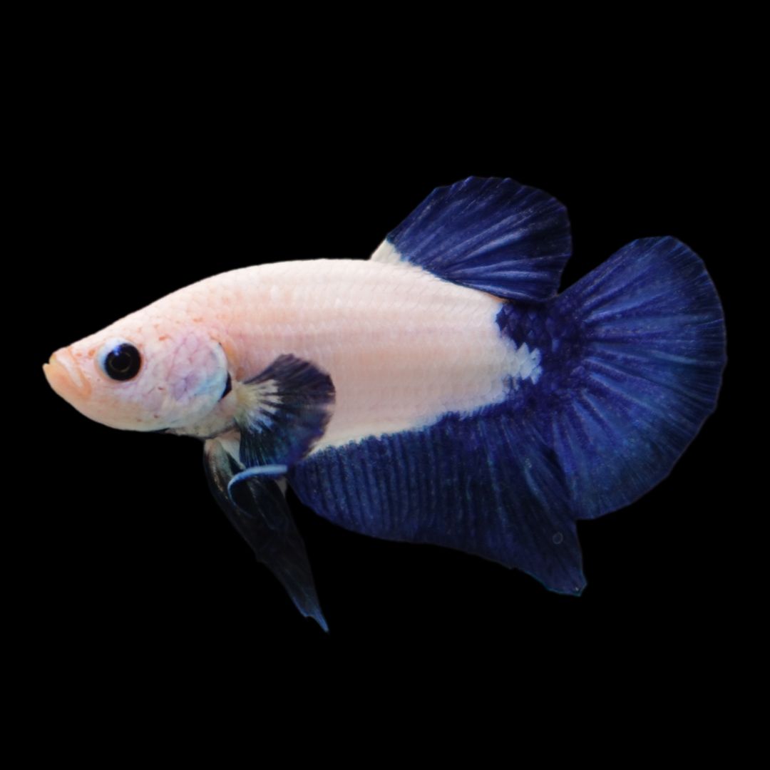 Rare Blue Marble Betta Fish