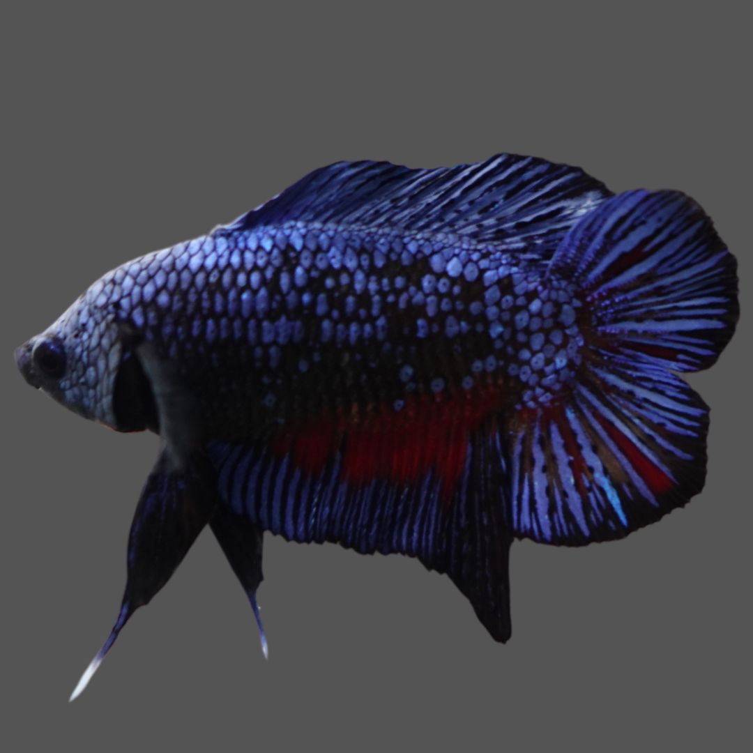 Rare Double Tail Blue Samurai Betta Fish
