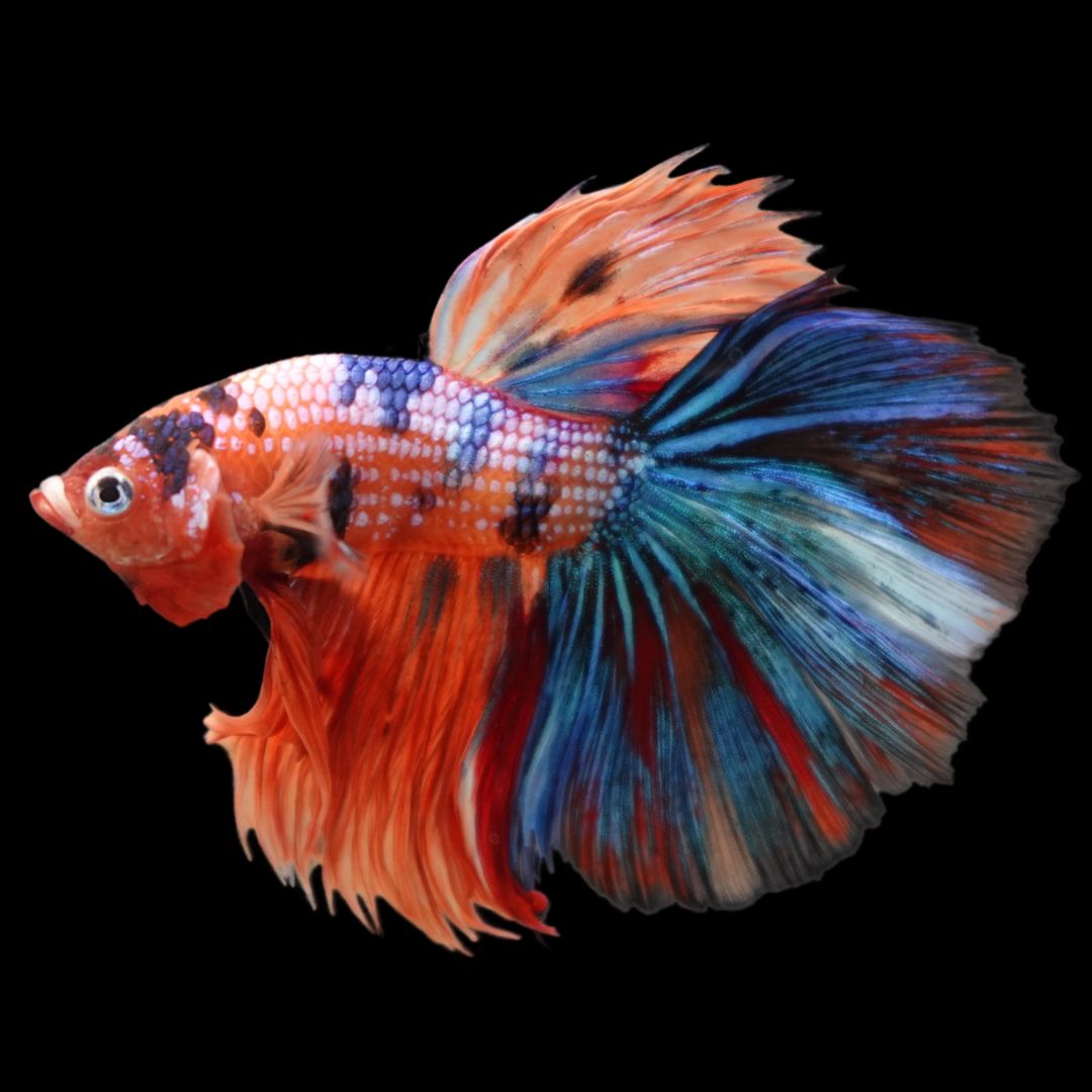 Rare Halfmoon Multicolors Betta Fish