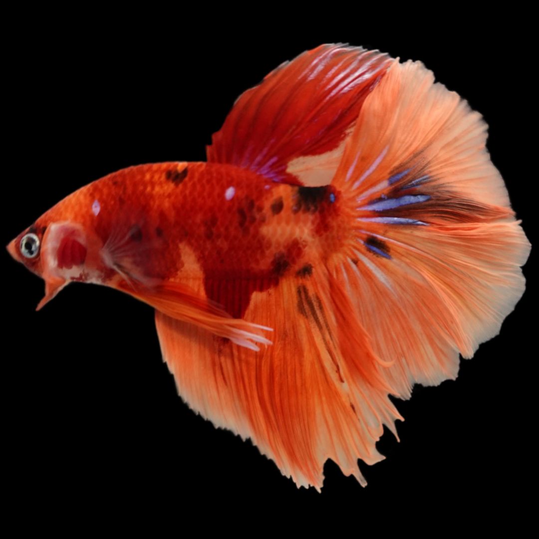 Rare Halfmoon Multicolors Betta Fish