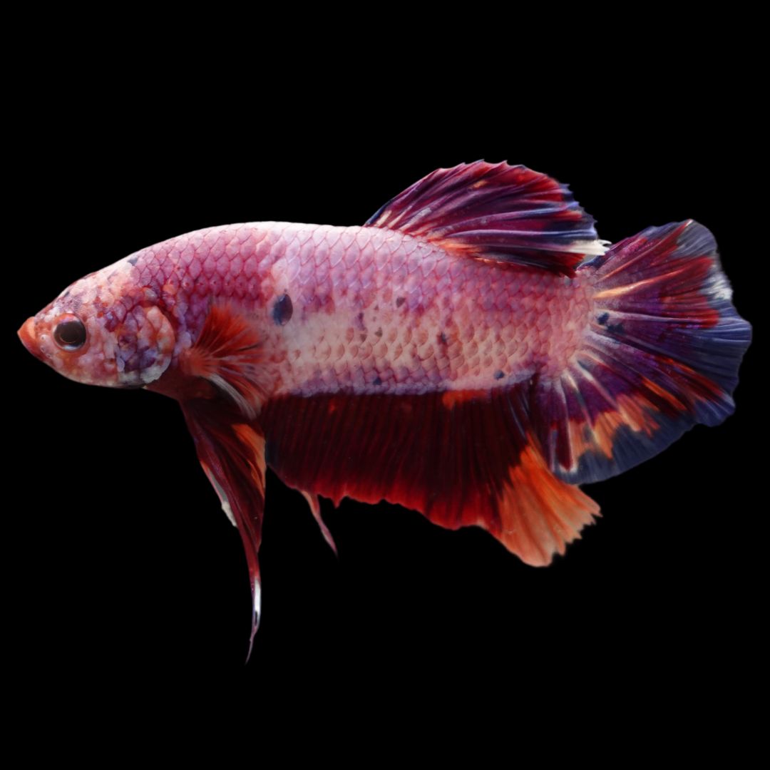 Rare Giant Multicolors Betta Fish