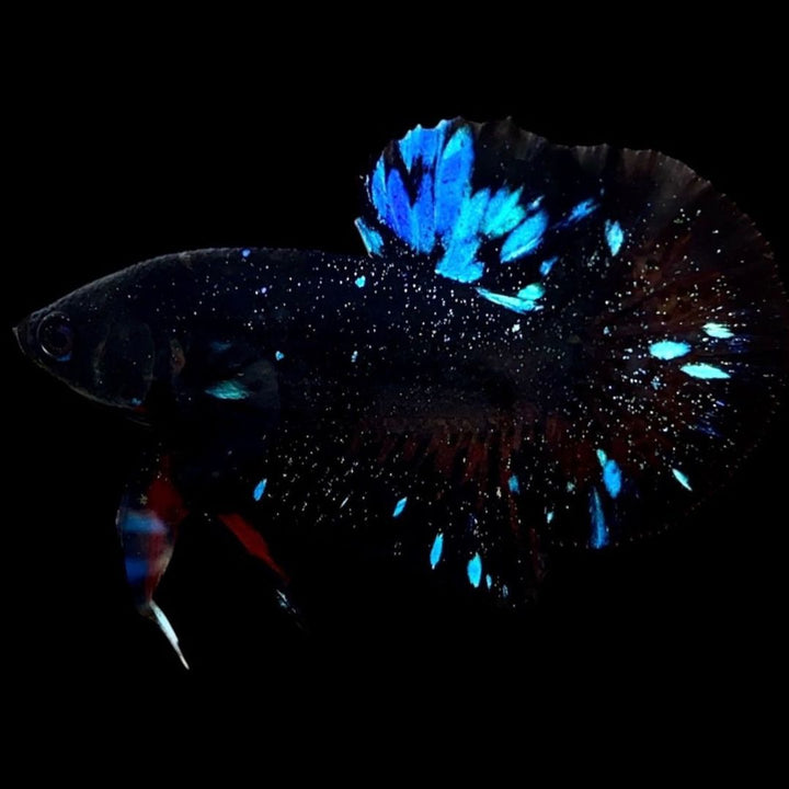 Rare Avatar Betta Fish