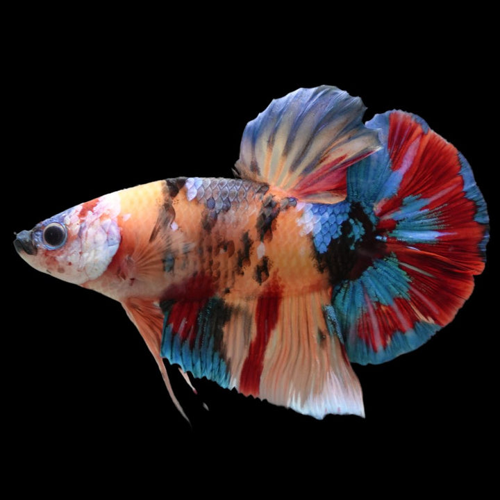 Competition Grade - Giant Multicolors Betta Fish