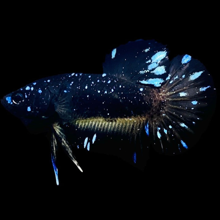 Rare Avatar Betta Fish