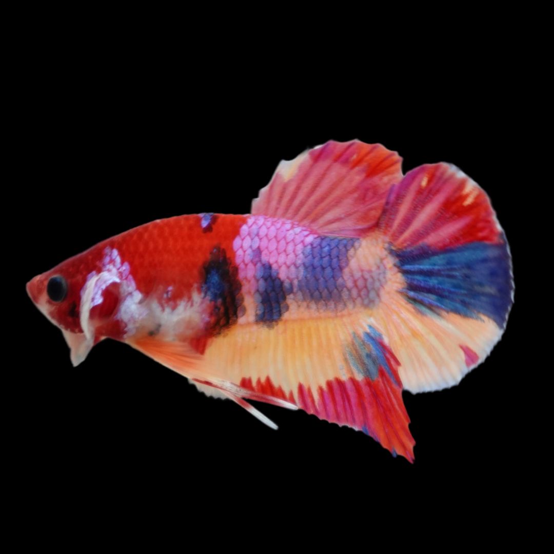 Rare Koi Multicolors Betta Fish