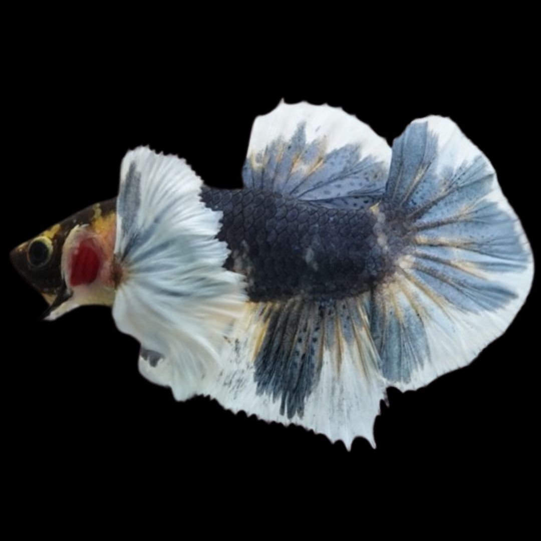 Rare Dumbo Multicolor Betta Fish