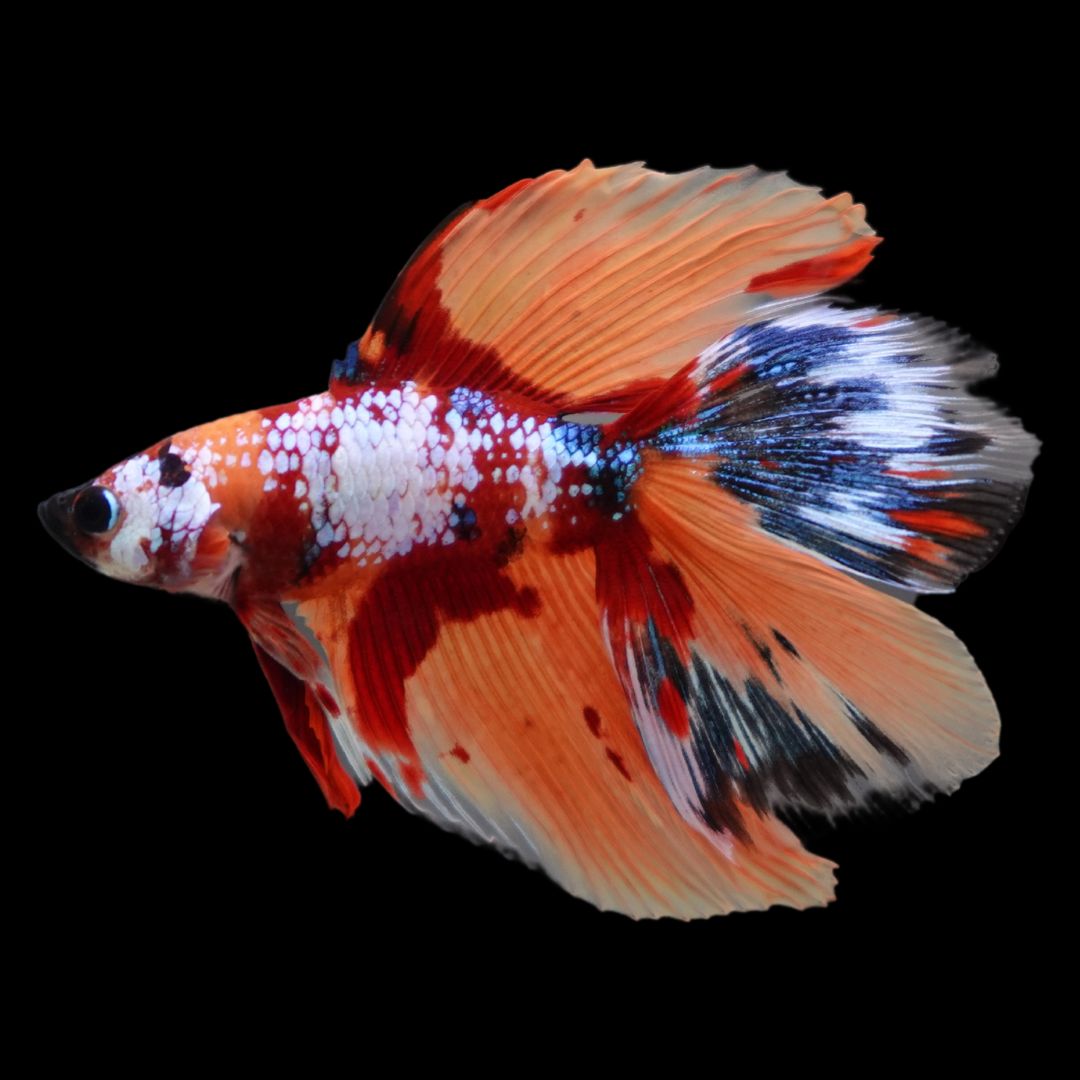 Rare Fullmoon Multicolors Betta Fish