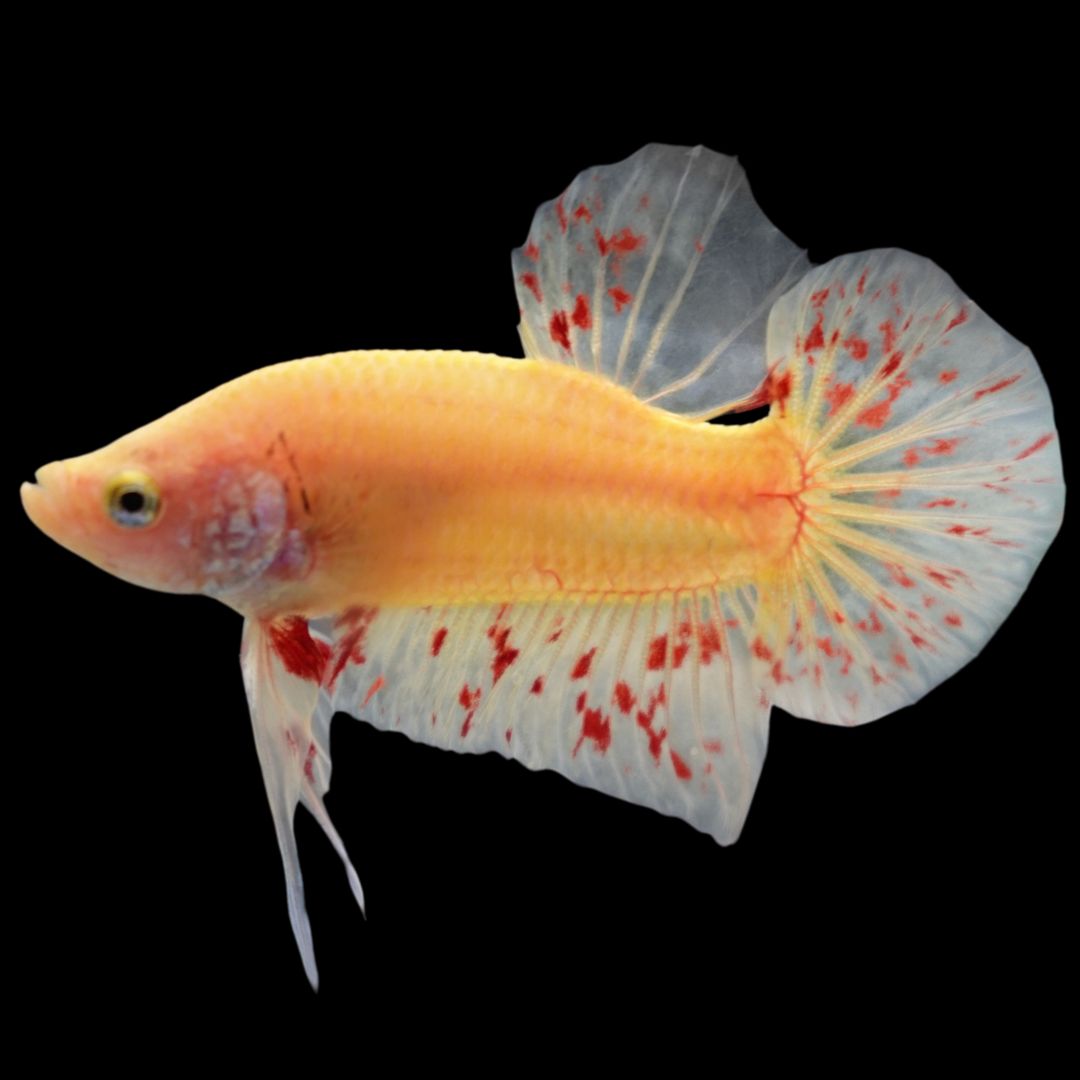 Rare Vanda Betta Fish