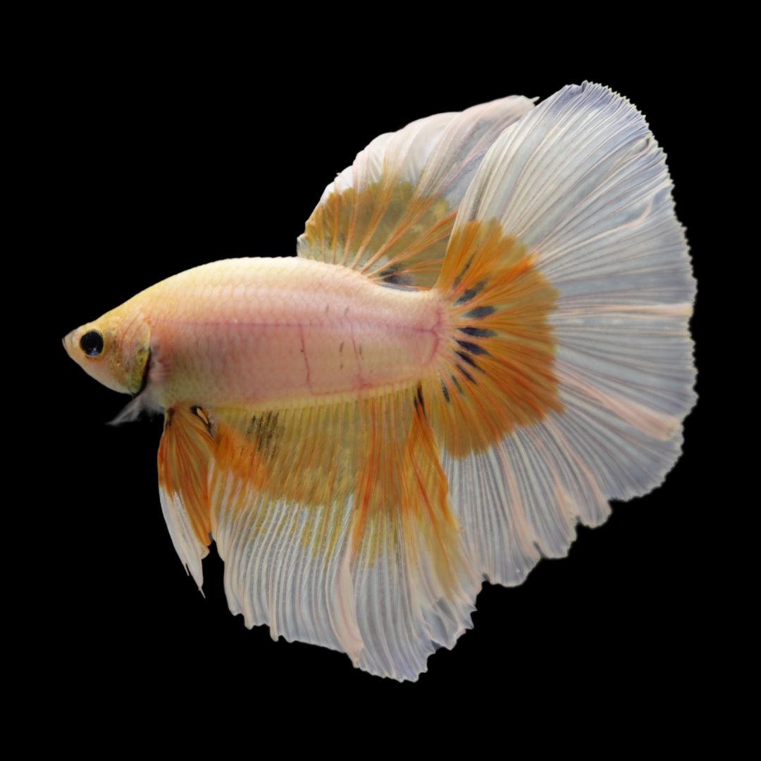 Rare Halfmoon Yellow Butterfly Betta Fish