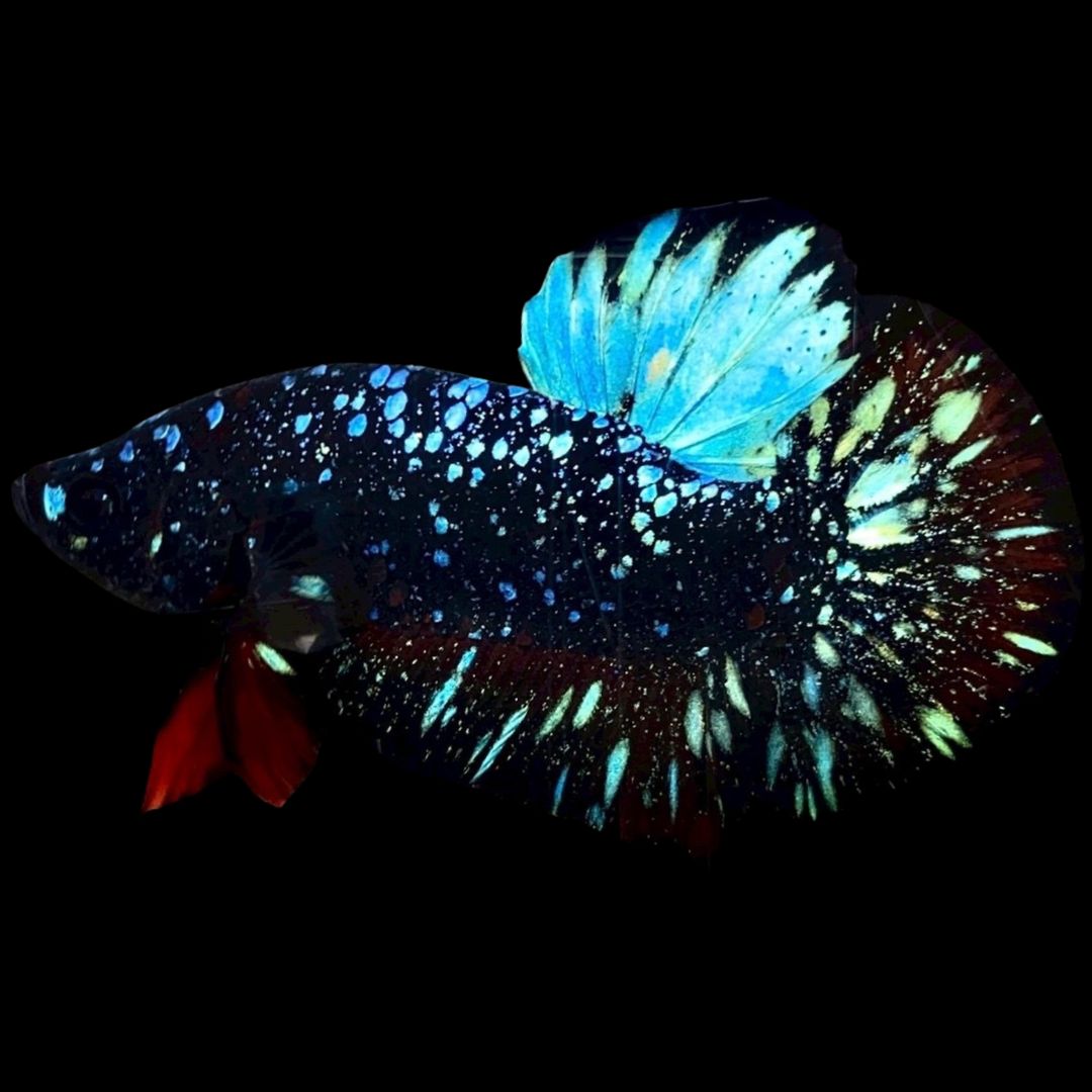 Rare Avatar Betta Fish